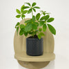 Mini Umbrella Plant & Pot