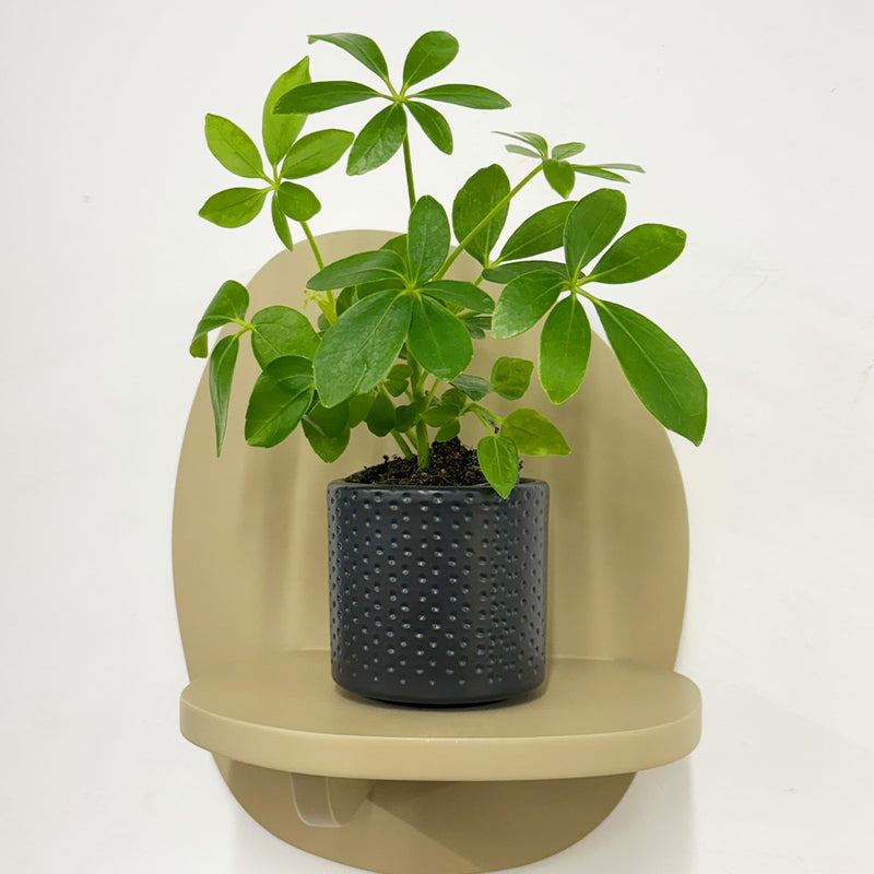 Mini Umbrella Plant & Pot