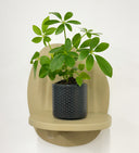 Grey Pot