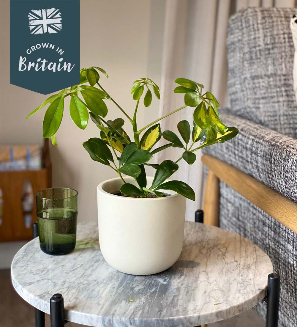 Schefflera Plant Variegated