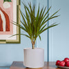 Dracaena Marginata & Pot