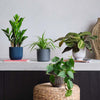 Shade Bundle