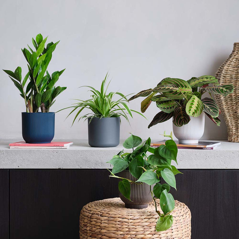 Shade Bundle