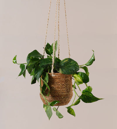 jute pots for plants Jute Hanging Pot