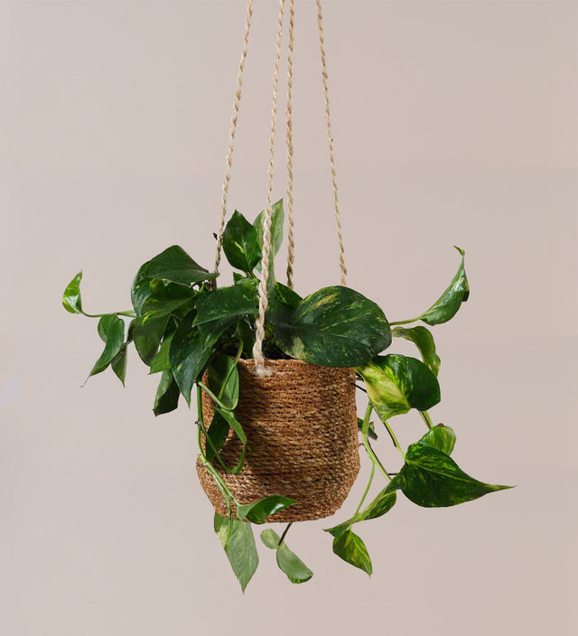 Jute Hanging Pot