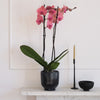 Coral Orchid & Pot