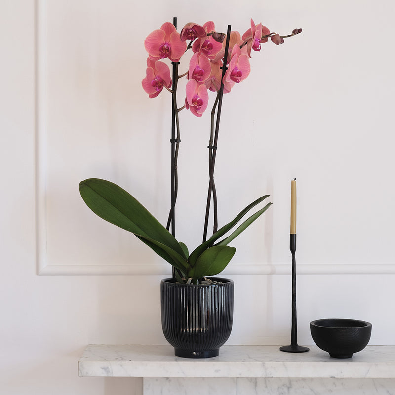 Coral Orchid & Pot