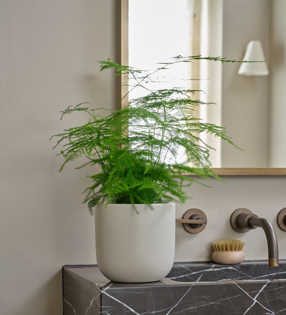 Asparagus Fern
