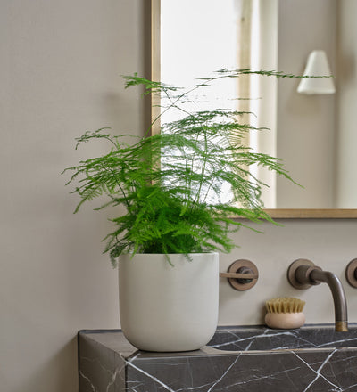 Asparagus Fern