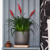 Vriesea Astrid & Pot