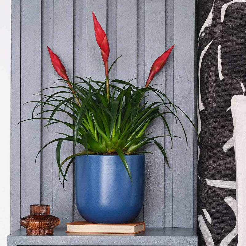 Vriesea Astrid & Pot