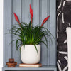 Vriesea Astrid & Pot