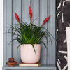 Vriesea Astrid & Pot