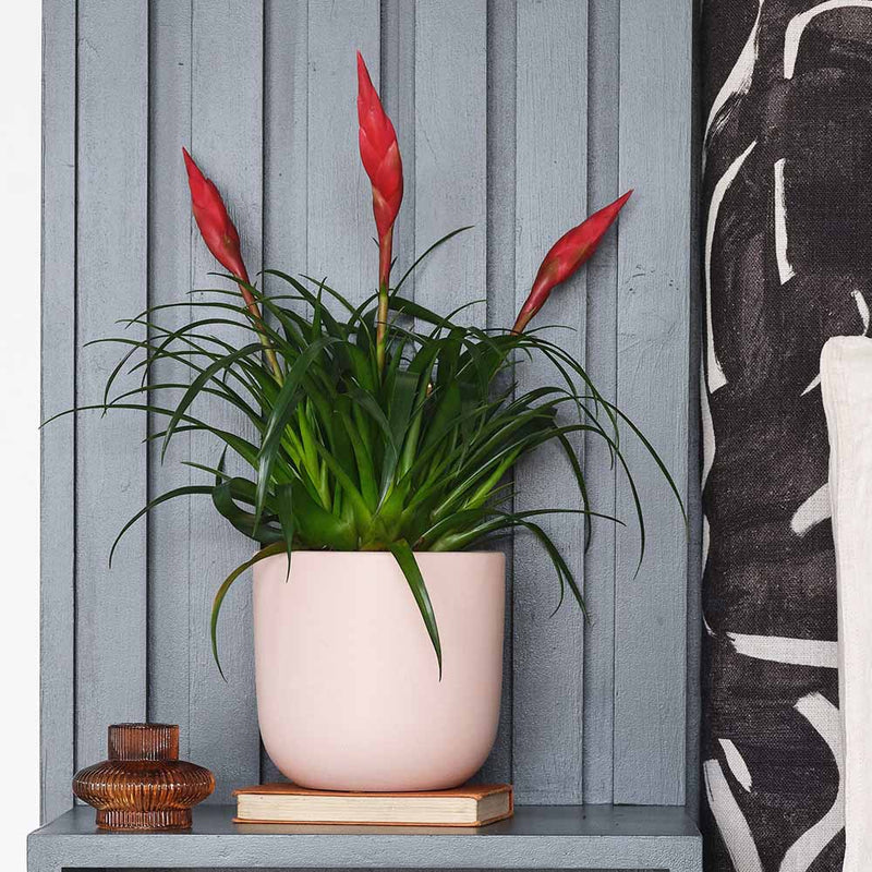 Vriesea Astrid & Pot