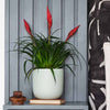 Vriesea Astrid & Pot