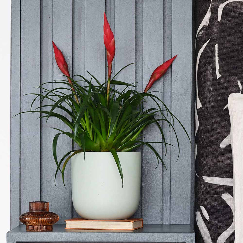 Vriesea Astrid & Pot