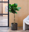 Ficus Audrey