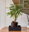 Schefflera on Lava