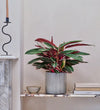 6 Months of Houseplants Bundle