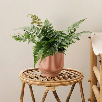 Houseplant Subscription