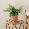 Pet Friendly Houseplant Subscription
