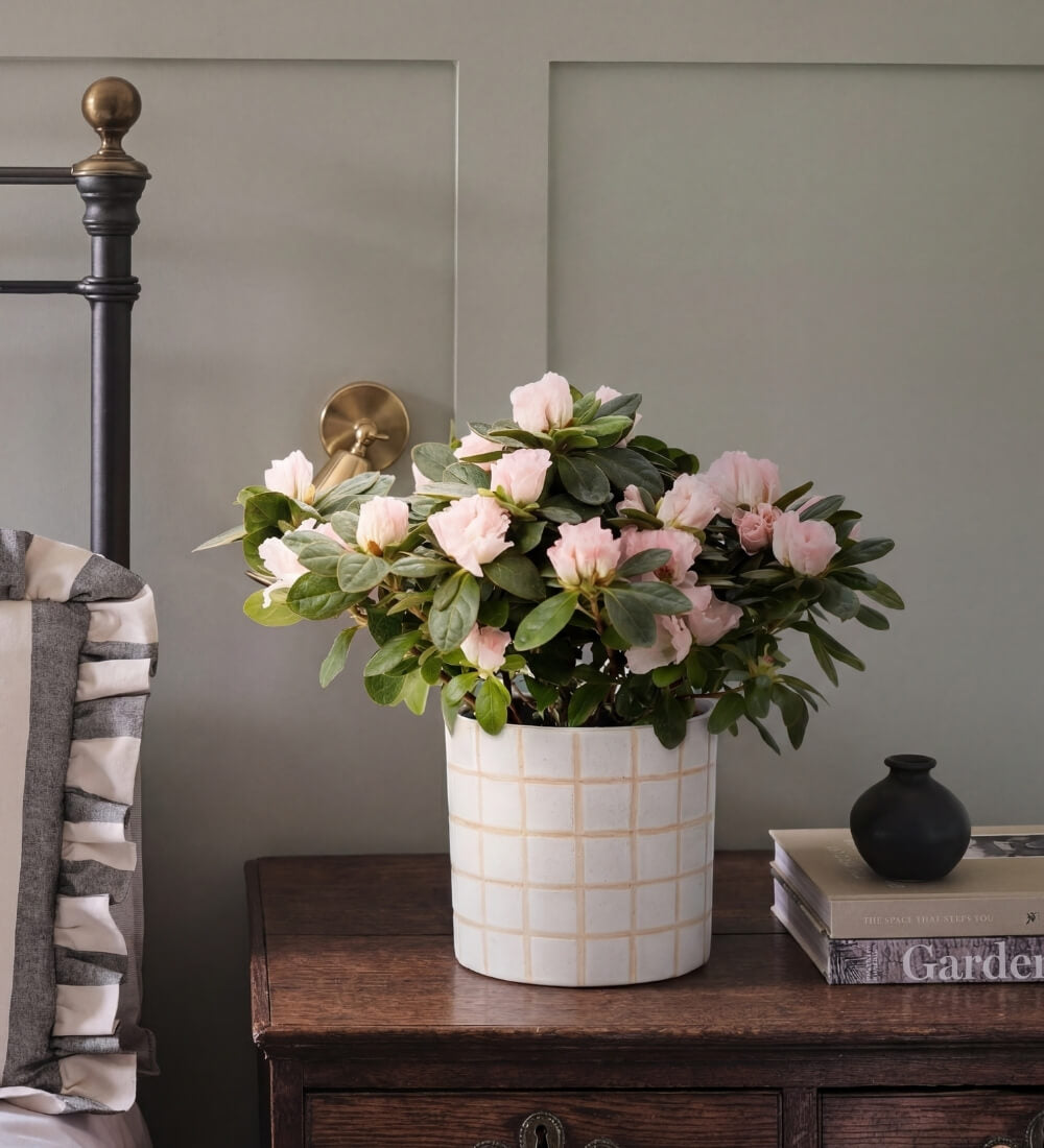 Pink Azalea & Pot