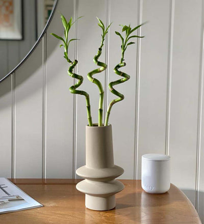 Lucky Bamboo