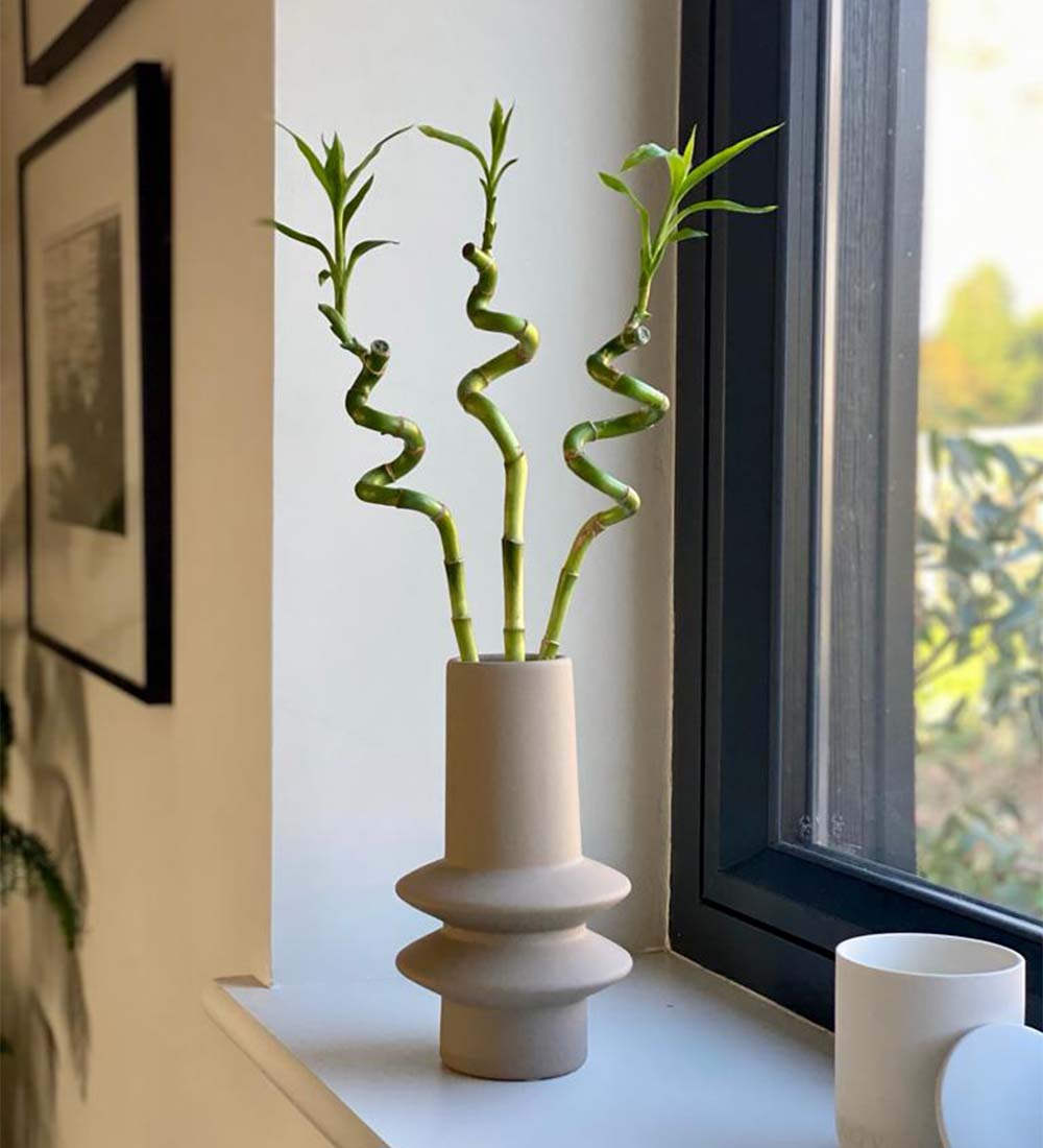 Lucky Bamboo
