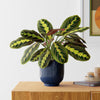 Prayer Plant & Pot