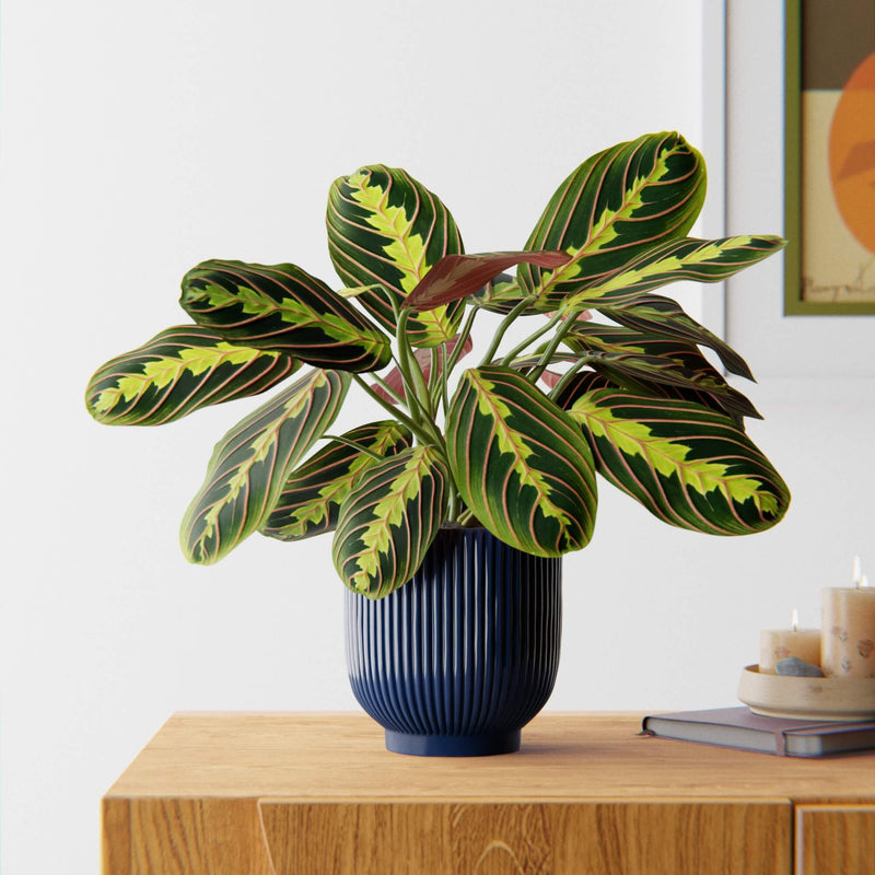 Prayer Plant & Pot