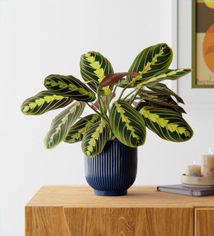 Prayer Plant in Ceramic Pot