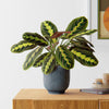 Prayer Plant & Pot