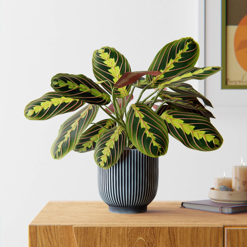 Prayer Plant & Pot