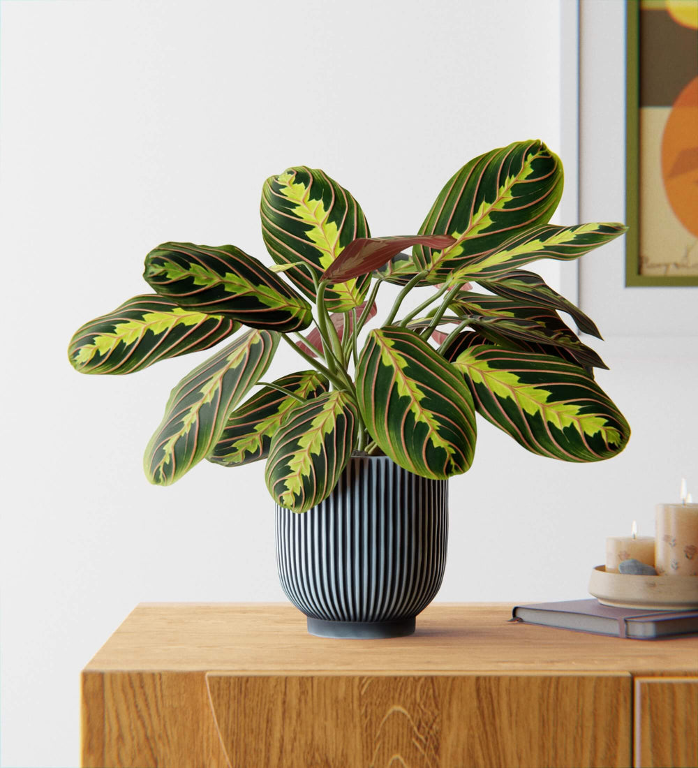 Prayer Plant in Ceramic Pot