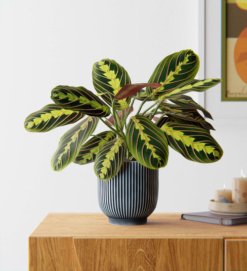 Plants with Pots