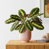 Prayer Plant & Pot