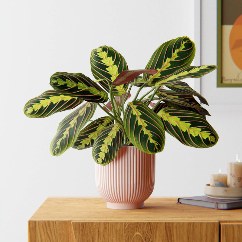 Prayer Plant & Pot