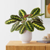 Prayer Plant & Pot