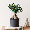 Bonsai Ficus Ginseng & Pot