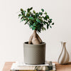 Bonsai Ficus Ginseng & Pot