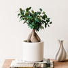 Bonsai Ficus Ginseng & Pot