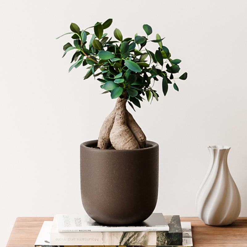 Bonsai Ficus Ginseng & Pot