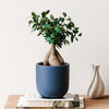Bonsai Ficus Ginseng & Pot