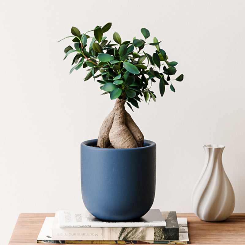 Bonsai Ficus Ginseng & Pot