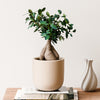 Bonsai Ficus Ginseng & Pot