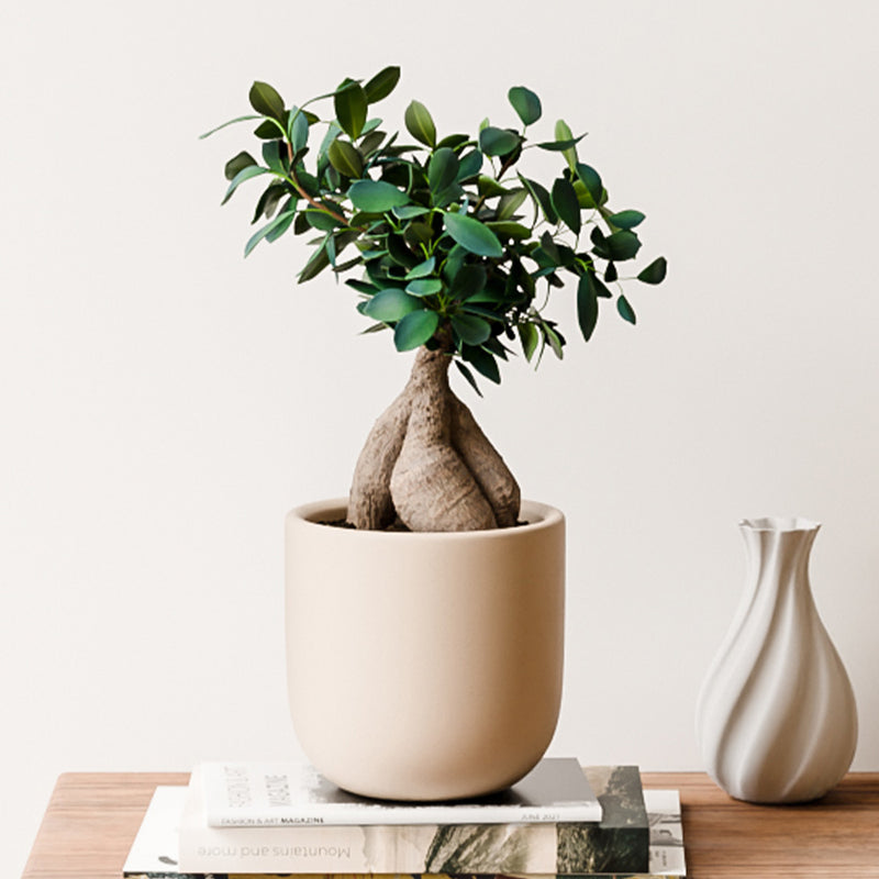 Bonsai Ficus Ginseng & Pot