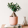 Bonsai Ficus Ginseng & Pot