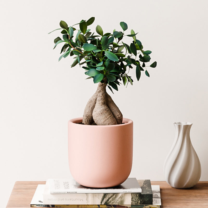 Bonsai Ficus Ginseng & Pot