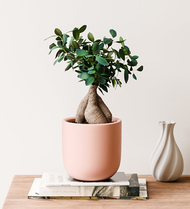 Bonsai Ficus Ginseng & Pot
