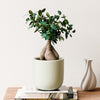 Bonsai Ficus Ginseng & Pot